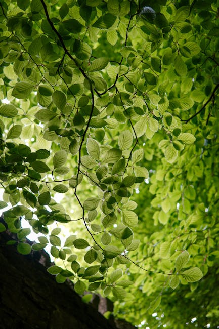 Sunlight shining through green leaves of a forest tree.